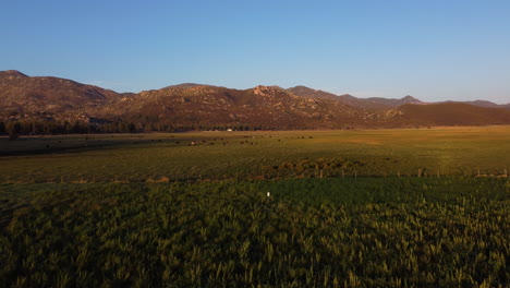 Mountain-range-and-roaming-free-domestic-cows-on-green-meadow-during-golden-hour