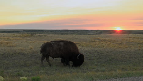American-Bison-grazing-at-Grasslands-National-Park,-sunset-background-over-plains,-Saskatchewan,-Canada