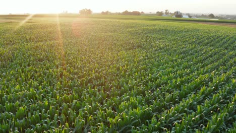 Aerial-of-rural-farm-corn-field-under-sunbeams