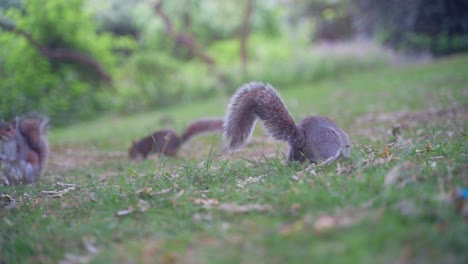 Handheld-shot-of-three-eastern-gray-squirrels-foraging-for-food-on-the-grass-in-the-Botanical-Gardens,-Sheffield,-England