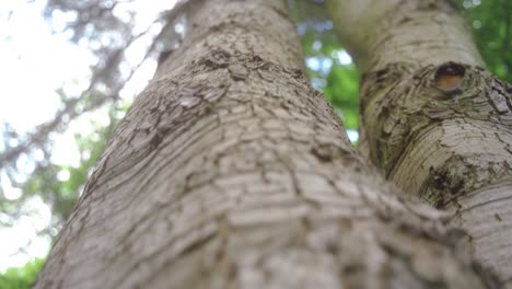 Handheld-shot-moving-down-and-rotating-slightly-around-a-tree-trunk,-Sheffield,-England