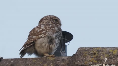 Little-Owl-Perched-On-Roof-Beside-Flue