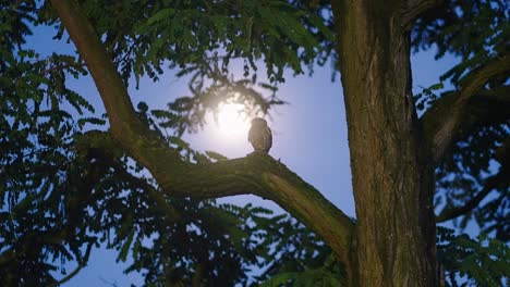 Little-owl-perched-on-tree-branch-against-full-moon-light-in-the-forest,-low-angle-shot