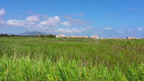 Green-Reeds-On-The-Field-At-The-State-Park-With-Apartment-Buildings-And-Mountain-In-A-Distance