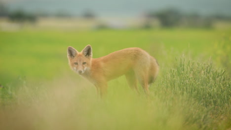 Adorable-Red-Fox-Pup-On-Lush-Grassy-Countryside-In-Saskatchewan,-Canada