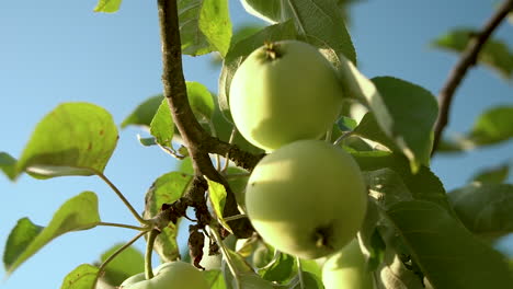 Manzanas-Orgánicas-Tipo-Papirka-Colgando-De-Una-Rama-De-Manzano-En-Un-Jardín-Sobre-El-Cielo-Azul