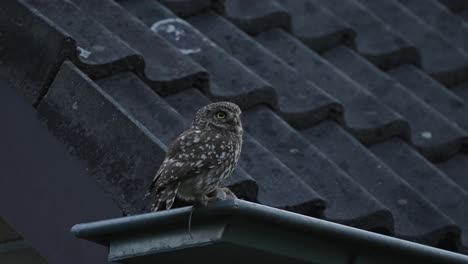 Little-owl-perched-on-a-house-terrace-and-then-fly-away,-handheld-shot