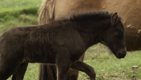 Smooth-cinematic-footage-of-a-young-Icelandic-foal-walking-in-the-rain