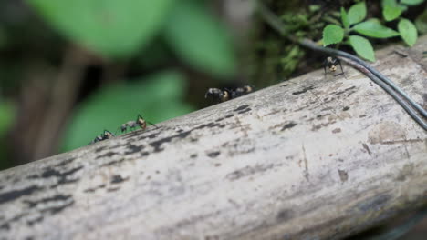 Macro-shot-of-group-of-ants-walking-around-tree-trunk-in-rain-forest