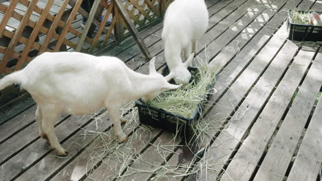 White-Domestic-Goats-Eating-Grass-From-A-Basket