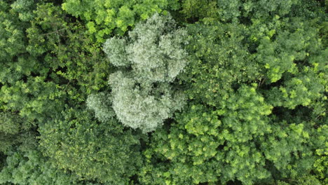 Wald-Mit-Riesigen-Grünen-Bäumen-über-Der-Drohne,-Die-Nach-Unten-Blickt