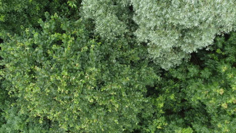 Wald-Mit-Riesigen-Grünen-Bäumen-über-Drohnenaufnahme
