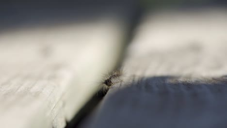 Macro-Shot-Of-A-Gypsy-Moth-Caterpillar-Crawling-In-Slow-Motion