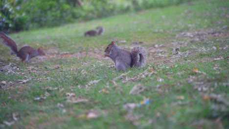 Handheld-shot-of-eastern-gray-squirrel-nibbling-on-food-with-two-more-squirrels-in-background,-Sheffield-Botanical-Gardens,-England