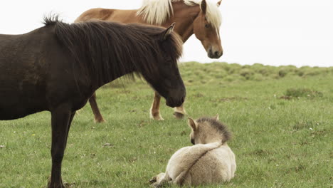 Icelandic-Horses-in-roaming-freely---A-young-foal-sitting-on-the-ground-in-the-rain---animal-and-parenting-concepts