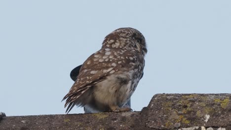Close-up-of-A-little-Owl,-Athene-noctua,-sitting-on-a-roof-and-flying-away
