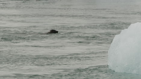 JÖkulsÁrlÓn-–-Ein-Großer-Ausgewachsener-Seehund-Schwimmt-An-Eisbergen-In-Der-Gletscherlagune-Vorbei,-Einem-Beliebten-Touristenziel-In-Island