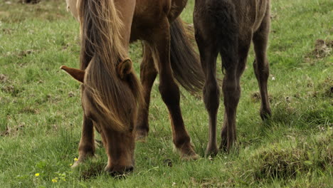 Icelandic-Mare-and-her-foal-grazing-in-the-meadows-of-Iceland