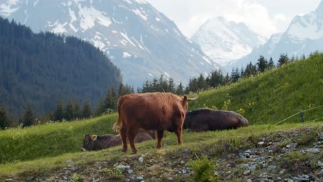 Highland-cow-walking-uphill-on-a-organic-farm-in-the-alps-with-beautiful-mountain-view