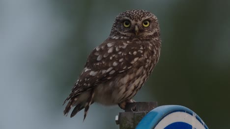 Little-owl-perched-on-a-metal-beam-with-blurry-background,-poop-out-at-the-end
