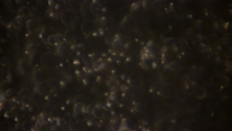Microscopic-sperm-cells-in-warm-color-temperature-light