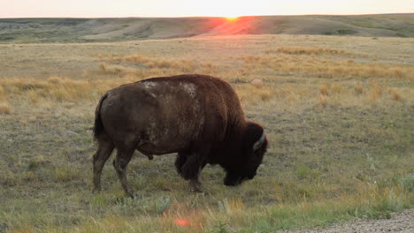 Bisonte-Americano-En-Exuberantes-Montañas-Del-Parque-Nacional-De-Pastizales-Durante-La-Puesta-De-Sol-En-Saskatchewan,-Canadá