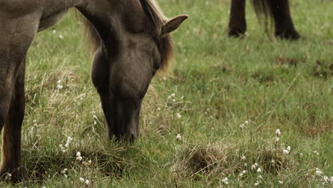 Smooth-cinematic-shot-of-an-Icelandic-Horse-Grazing-on-fresh-green-grass-in-the-meadows