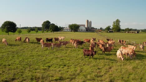 Brown-Swiss-and-Jersey-cows-in-green-meadow-pasture-at-family-farm-in-USA