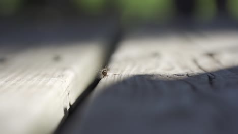 Makroaufnahme-Einer-Schwammmottenraupe-Während-Eines-Insektenbefalls-In-Kanada