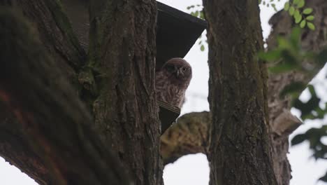 Little-Owl-Standing-On-Edge-Of-Bird-Box-In-Tree