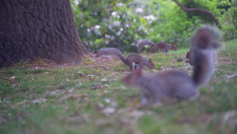 Handheld-static-shot-of-eastern-gray-squirrels-foraging-next-to-a-tree-in-Sheffield-Botanical-Gardens,-England