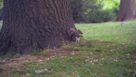 Handheld-sideways-shot-of-eastern-gray-squirrel-sat-eating-underneath-a-tree-in-Sheffield-Botanical-Gardens,-England