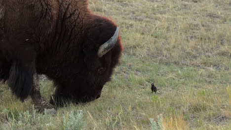 American-bison-grazing-on-grass-field,-close-up-of-head-with-horns,-Grasslands-national-Park