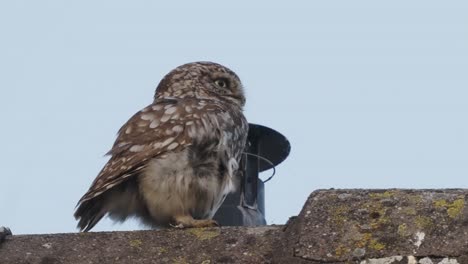 Little-Owl-Perched-On-Roof-Beside-Flue-Looking-Around