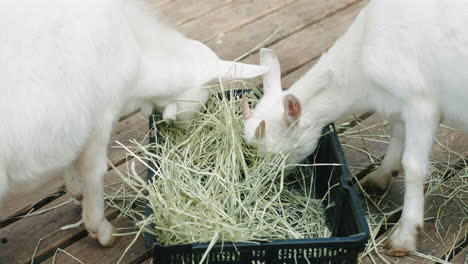 Ein-Paar-Weiße-Ziegen,-Die-Gras-Aus-Dem-Schwarzen-Korb-In-Sendai,-Japan,-Fressen