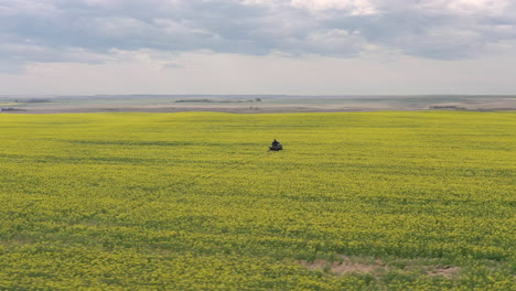Farmer-Rides-On-All-Terrain-Vehicle-While-Checking-On-Mustard-Plantation-In-Saskatchewan,-Canada