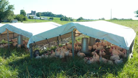 Live-chicken,-turkey,-poultry-birds-in-shelter