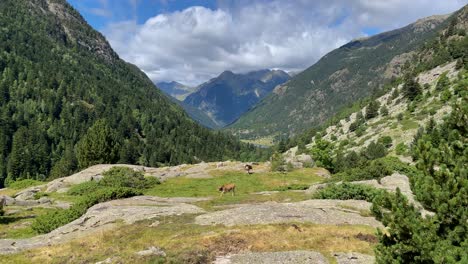 Parque-Nacional-De-Aigüestortes-España-Naturaleza-Protegida-Lerida-Catalunya-Paisaje-De-Montaña-Con-Vacas-Entorno-Natural