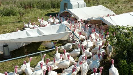 Flock-of-turkeys-ready-for-Thanksgiving-dinner
