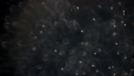 Sperm-cells-under-high-magnification-with-focus-adjustment