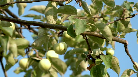 Green-apples-on-the-apple-tree-branch-on-blue-sky-background-daytime