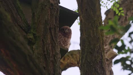 Little-owl-sat-on-a-tree-wood-stair-in-the-garden,-low-angle-shot