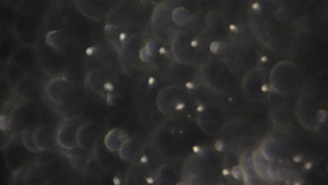 Schwenk-über-Menschliche-Samenzellen-Bei-Starker-Vergrößerung