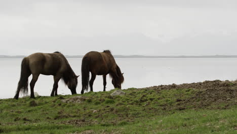 Schöne-Landschaftsszene-Mit-Isländischen-Pferden,-Die-Auf-Den-Wiesen-Neben-Einem-See-Grasen
