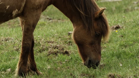 Icelandic-horse-grazing-on-fresh-green-grass---close-up-super-smooth-footage---animal-and-wildlife-concepts