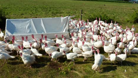 Domesticated-turkeys-free-range-outside
