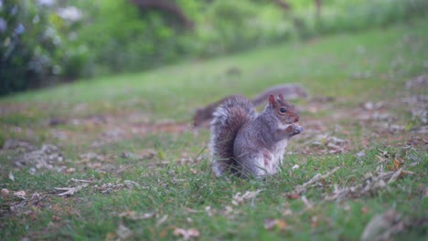 Handheld-static-shot-of-eastern-gray-squirrel-eating-in-the-grass-underneath-a-tree-in-Sheffield-Botanical-Gardens,-England