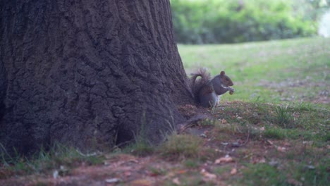 Handheld-sideways-shot-of-eastern-gray-squirrel-nibbling-on-a-nut-underneath-a-tree-in-Sheffield-Botanical-Gardens,-England
