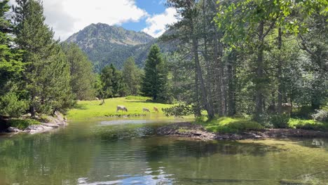 Aigüestortes-National-Park-Spain-protected-nature-lerida-catalunya-Crystal-clear-lake-family-walk-cows-grazing-in-the-background-rio-sant-nicolau