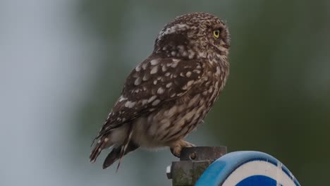 Wildlife:-little-owl-perched-on-a-metal-beam-with-blurry-background,-static-medium-shot